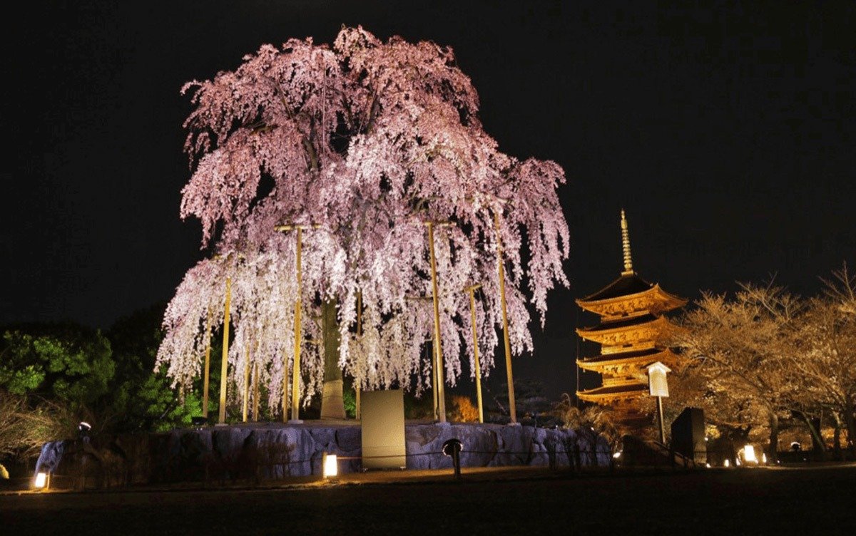 🌸 법귀사 (호키지) 이미지 4